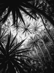 Laurie Freitag : Photographer In the Garden at Chislehurst (B&W)  