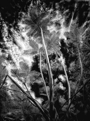 Laurie Freitag : Photographer In the Garden at Chislehurst (B&W)  