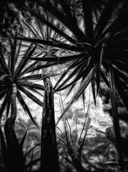 Laurie Freitag : Photographer In the Garden at Chislehurst (B&W)  