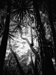 Laurie Freitag : Photographer In the Garden at Chislehurst (B&W)  