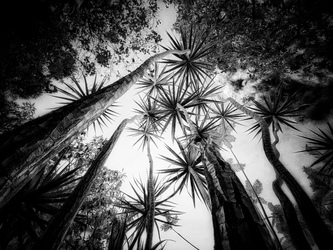 Laurie Freitag : Photographer In the Garden at Chislehurst (B&W)  