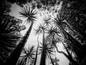Laurie Freitag : Photographer In the Garden at Chislehurst (B&W)  