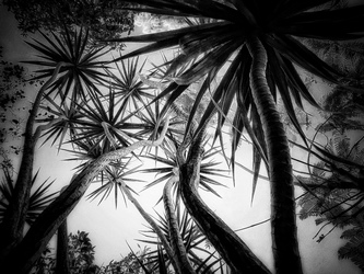 Laurie Freitag : Photographer In the Garden at Chislehurst (B&W)  