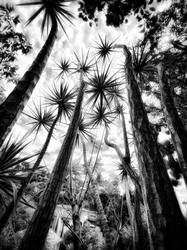Laurie Freitag : Photographer In the Garden at Chislehurst (B&W)  