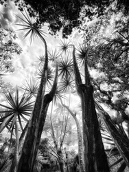 Laurie Freitag : Photographer In the Garden at Chislehurst (B&W)  