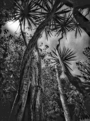 Laurie Freitag : Photographer In the Garden at Chislehurst (B&W)  