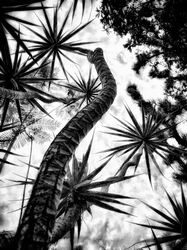 Laurie Freitag : Photographer In the Garden at Chislehurst (B&W)  