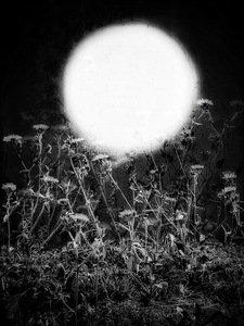 Laurie Freitag : Photographer Lunar Sanctuaries 