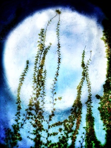 Laurie Freitag : Photographer Lunar Sanctuaries & Lunar Fields (B&W/Color Mixed-Media) 