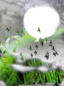 Laurie Freitag : Photographer Lunar Sanctuaries & Lunar Fields (B&W/Color Mixed-Media) 