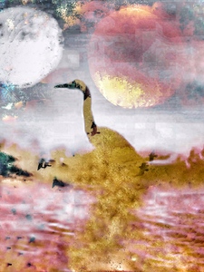 Laurie Freitag : Photographer Lunar Sanctuaries & Lunar Fields (B&W/Color Mixed-Media) 