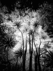 Laurie Freitag : Photographer In the Garden at Chislehurst (B&W)  