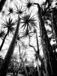 Laurie Freitag : Photographer In the Garden at Chislehurst (B&W)  