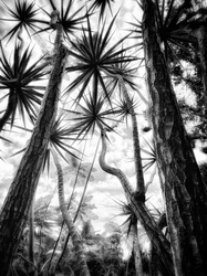 Laurie Freitag : Photographer In the Garden at Chislehurst (B&W)  