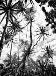 Laurie Freitag : Photographer In the Garden at Chislehurst (B&W)  