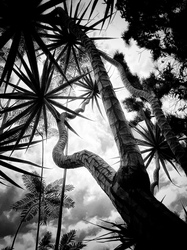 Laurie Freitag : Photographer In the Garden at Chislehurst (B&W)  