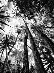 Laurie Freitag : Photographer In the Garden at Chislehurst (B&W)  