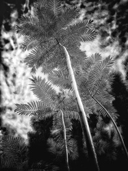 Laurie Freitag : Photographer In the Garden at Chislehurst (B&W)  