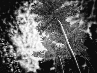 Laurie Freitag : Photographer In the Garden at Chislehurst (B&W)  