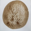  Other Natural Wonders walnut ink on paper