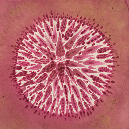 Laurie Olinder Other Natural Wonders pokeberry ink and coffee on paper