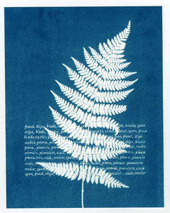 Linda Stillman Cyanotypes cyanotype on paper
