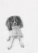 Louise Weinberg Dogs graphite