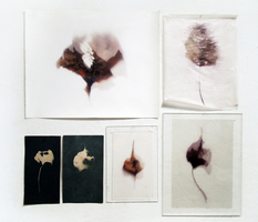 Luisa Sartori In & Out Digital prints on paper and vellum; cyanotypes