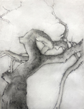 Luisa Sartori Trees graphite on gessoed paper