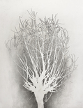 Luisa Sartori Trees graphite on gessoed paper