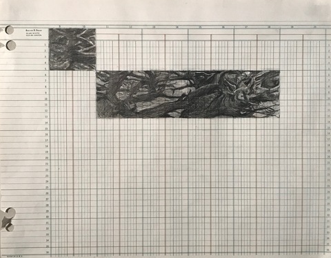 Martha Schlitt TREES DURING THE PANDEMIC graphite on ledger paper