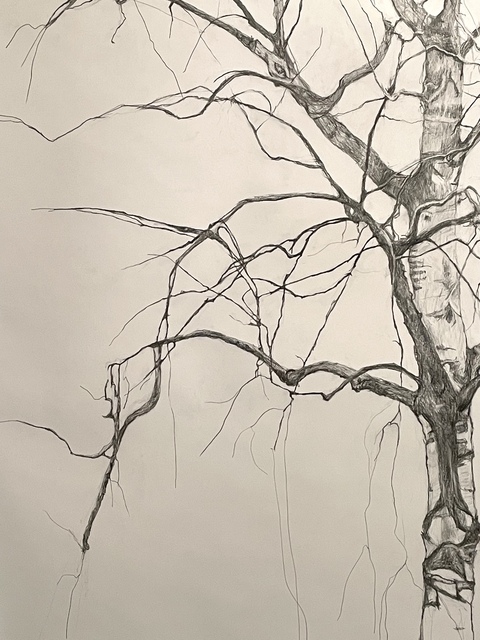 Martha Schlitt PANDEMIC TREES Pencil on paper