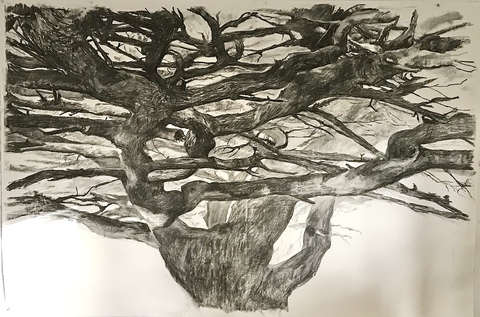 Martha Schlitt PANDEMIC TREES Charcoal on paper