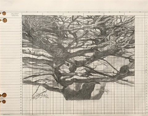 Martha Schlitt PANDEMIC TREES graphite on paper