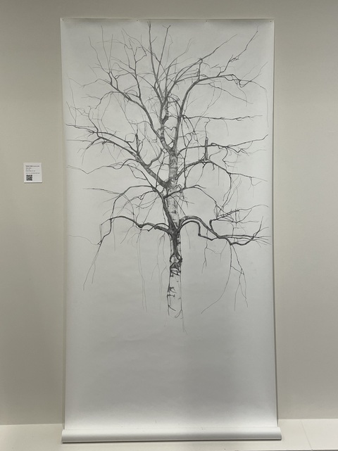  Creating Silver Birch Graphite on paper