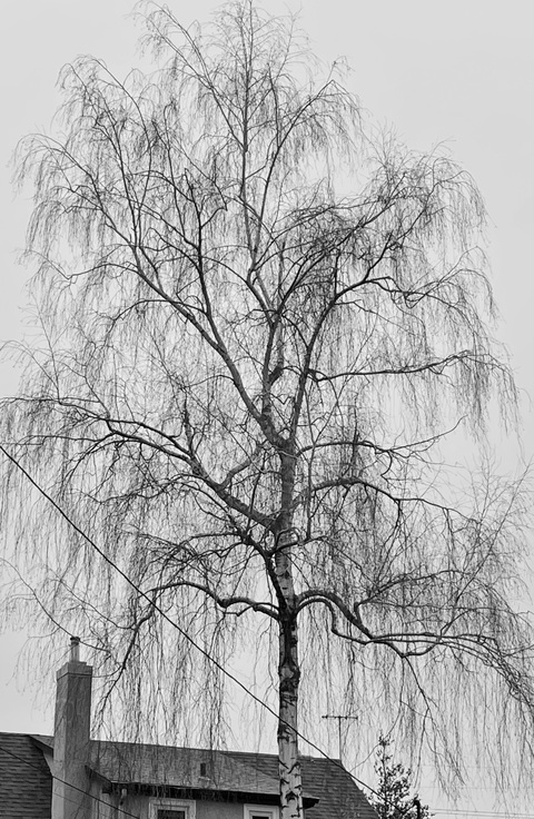 Creating Silver Birch 