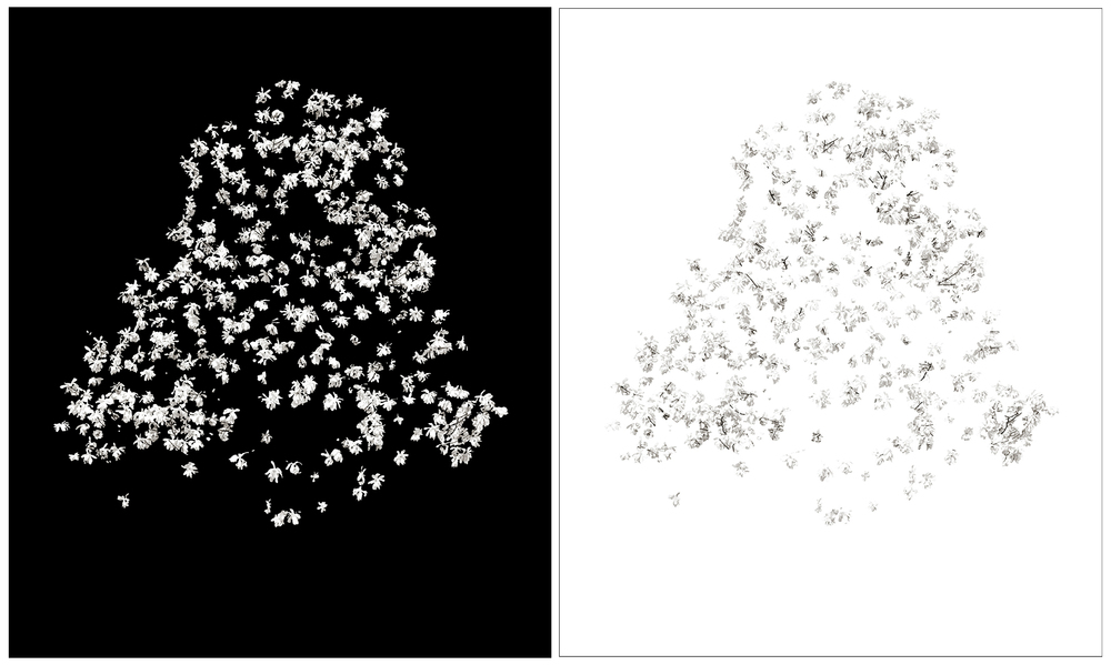 Star Magnolia (White on White) & Star Magnolia (White on Black), diptych star magnolias Ultrachrome inkjet print on paper