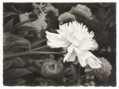 Meg Alexander peony paradoxes India ink on paper