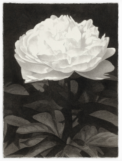 Meg Alexander peony paradoxes India ink on paper