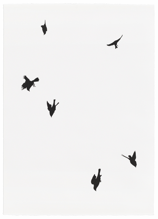 Meg Alexander falling birds India ink on paper