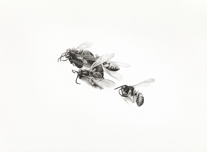 Meg Alexander bees India ink and wash on paper