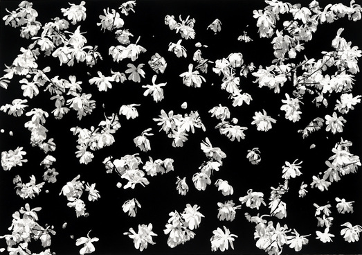 Meg Alexander star magnolias Gouache on Ultrachrome Inkjet Print, Museo Matt Paper