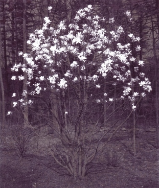 Meg Alexander star magnolias Inkjet print, ink on paper