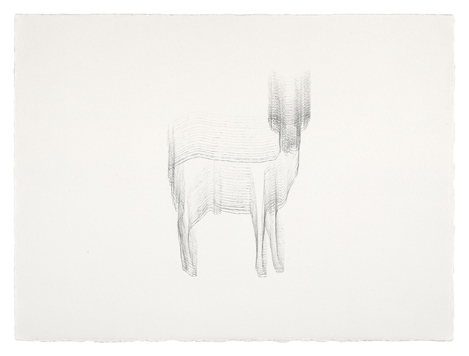 Meg Alexander sorry deer series Graphite on Paper