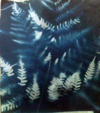 Margaret L. Holmes Installation view cyanotype