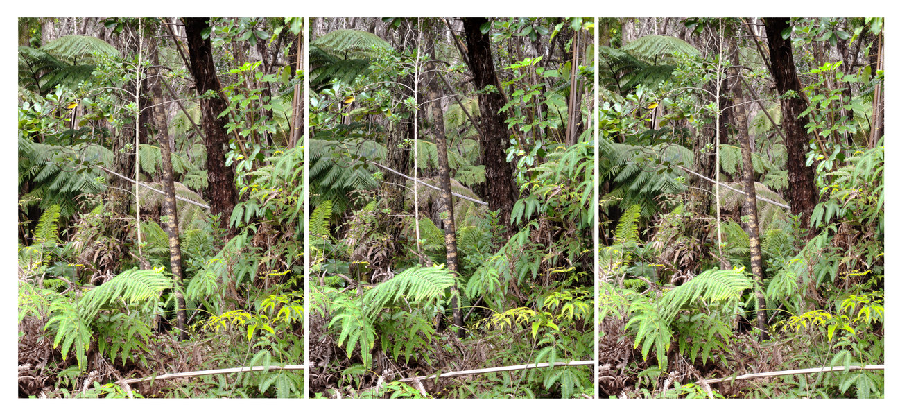 view near tube, Hawai'i Volcanoes National Park Michael Kolster Views archival pigment print