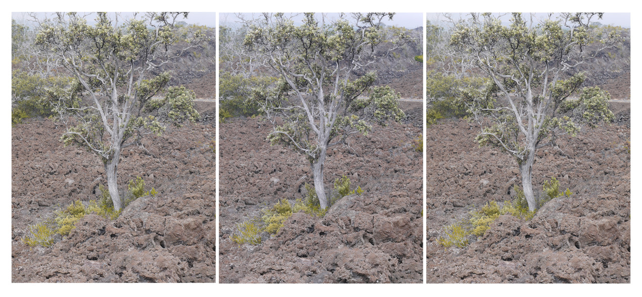 view 4, Hawai'i Volcanoes National Park Michael Kolster Views archival pigment print