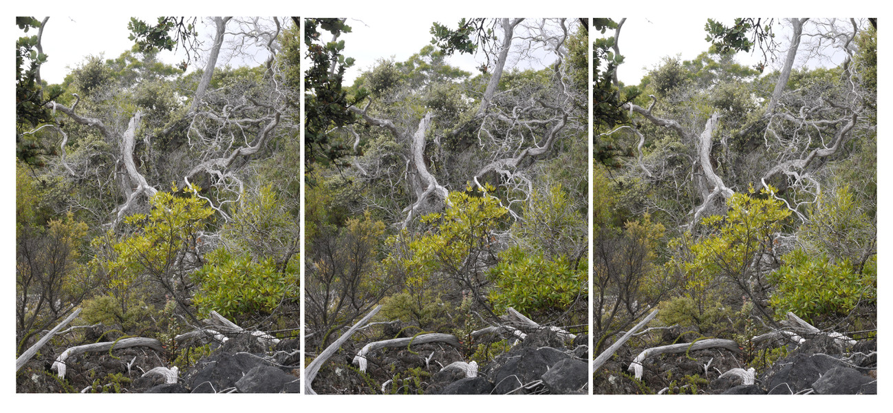 view 3, Hawai'i Volcanoes National Park Michael Kolster Views archival pigment print