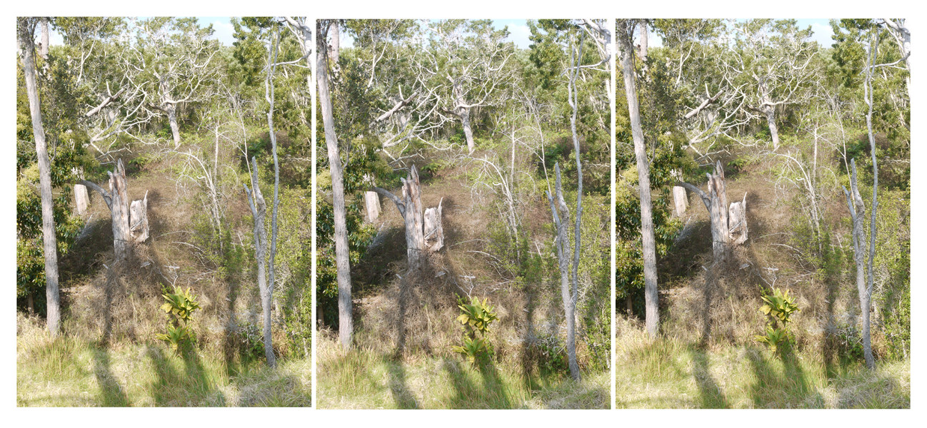 view18, Hawai'i Volcanoes National Park Michael Kolster Views archival pigment print