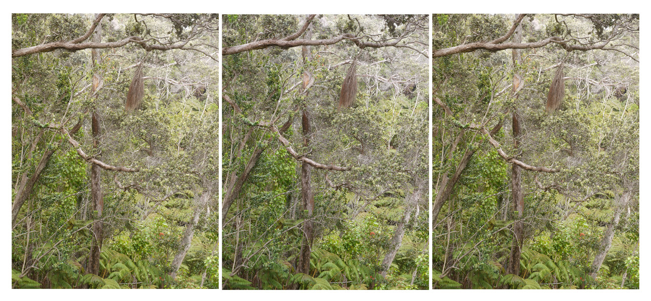view 23, Hawai'i Volcanoes National Park Michael Kolster Views archival pigment print